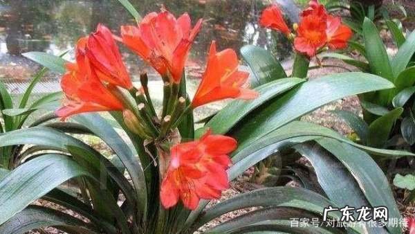 兰花怎么样施骨粉,烧焦的骨头怎样给花施肥