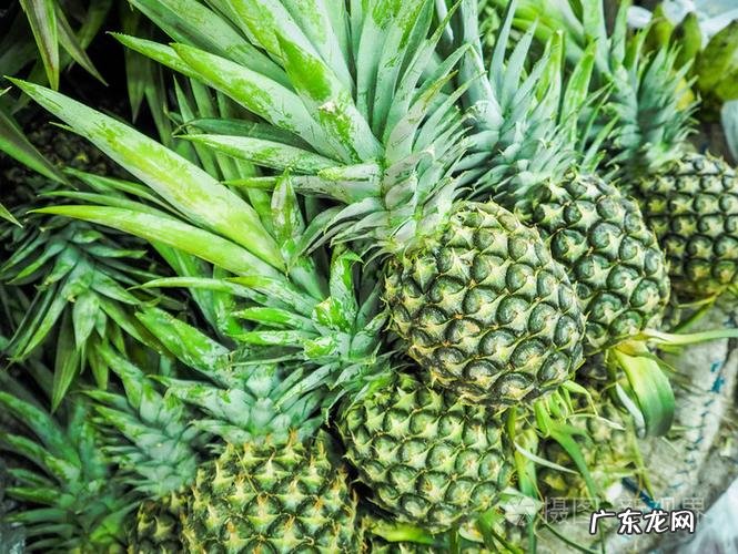 菠萝绿色的时候可以吃,绿菠萝能吃