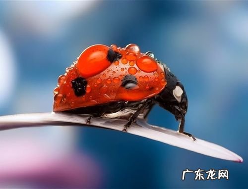 瓢虫外形特点有哪些,瓢虫的特点有哪些