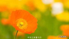 阳光明媚的心情说说,周末阳光明媚心情好的说说