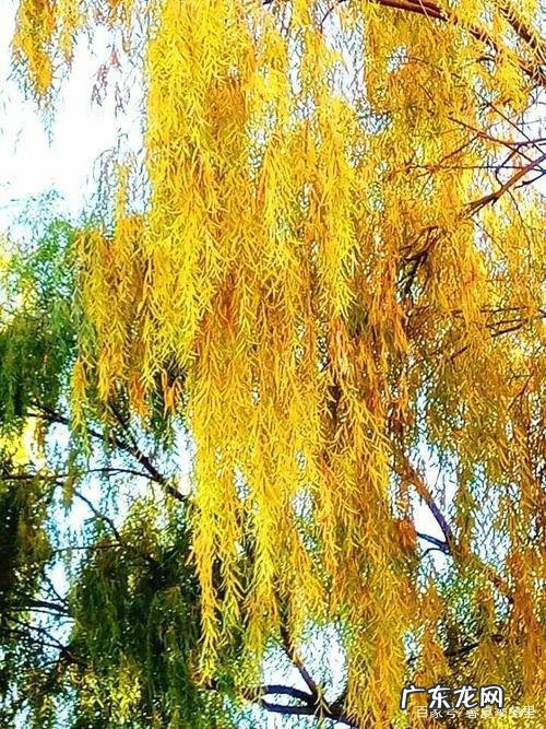 秋柳这四首诗分别是什么,秋柳四首其一阅读理解