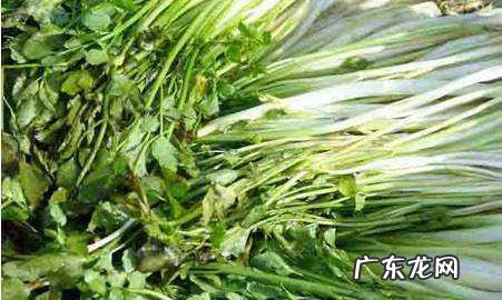 野生水芹菜能吃,野芹菜有毒和无毒的
