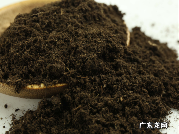 大丽花种植方法和时间,大丽花种球怎么种植方法