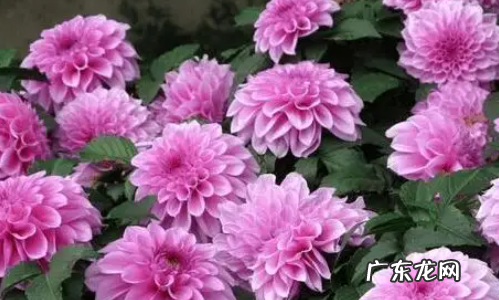 像菜花的菜是什么菜,花菜类蔬菜有哪些