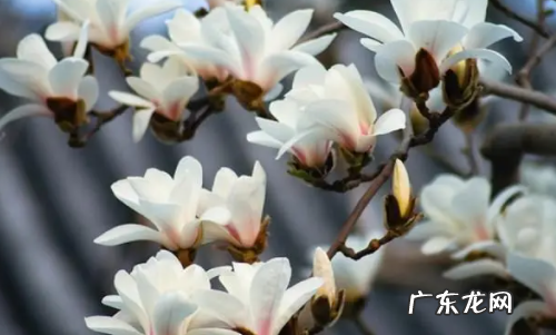 像菜花的菜是什么菜,花菜类蔬菜有哪些