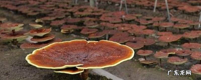 野生灵芝是什么样子的灵芝是要根吗 野生灵芝是什么样子的