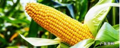 冷库怎样大批量保存新鲜玉米 如何用冷库储存鲜玉米