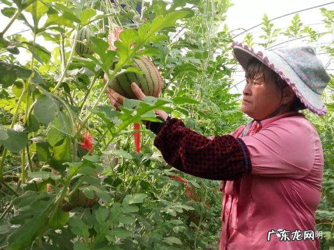 西瓜树结的西瓜能吃,铁西瓜能吃有什么营养