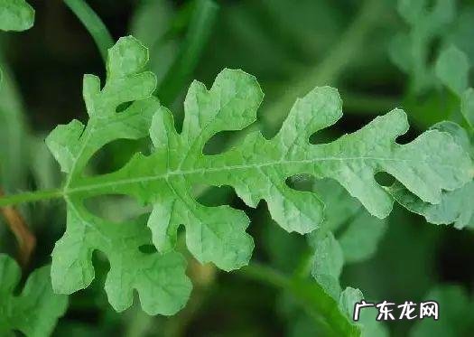西瓜是什么茎,西瓜和南瓜嫁接的品种是什么样子