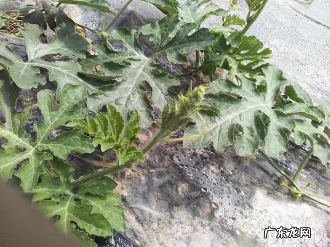 西瓜是什么茎,西瓜和南瓜嫁接的品种是什么样子