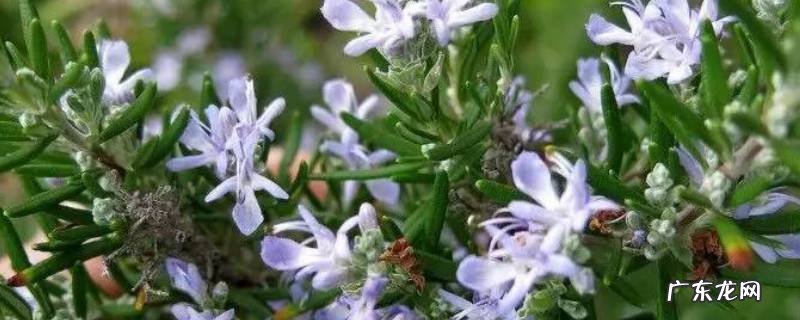 迷迭香的香味怎么形容 怎么形容迷迭香的气味