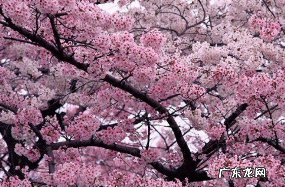川桑 家乡的樱花什么梗 啥意思,我想问一下故乡的樱花什么梗
