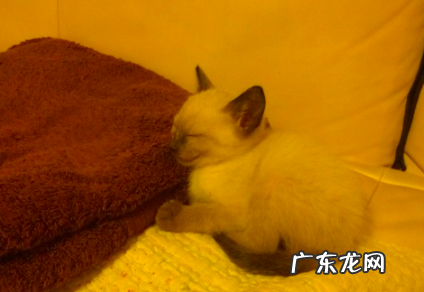 川桑 家乡的樱花什么梗 啥意思,我想问一下故乡的樱花什么梗