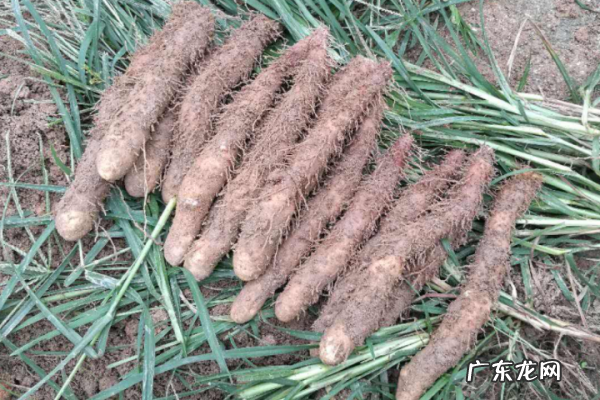 汕头市濠江区美食,濠江区哪家鲎粿好吃点