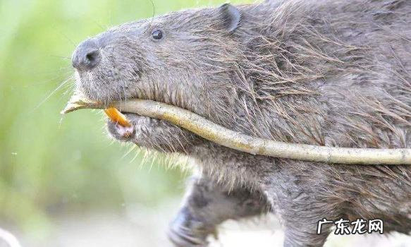 善于筑巢的动物有哪些,会盖房子的动物有哪些 会盖房子的动物