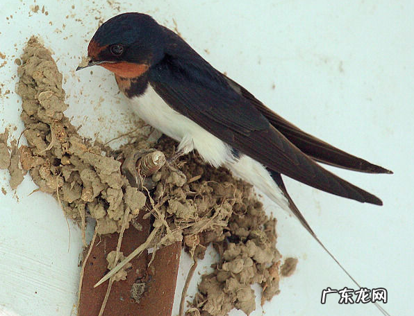 善于筑巢的动物有哪些,会盖房子的动物有哪些 会盖房子的动物