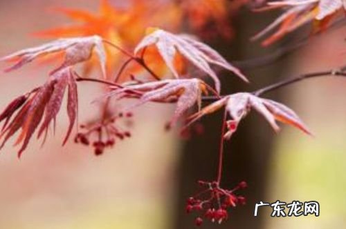枫名字寓意,枫字的寓意和象征