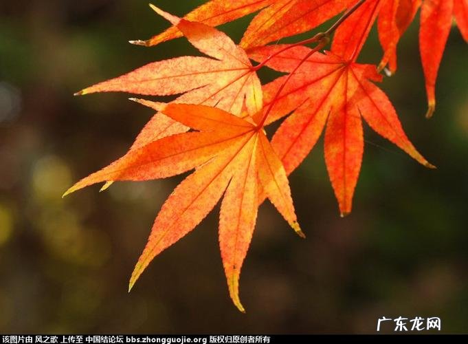 枫名字寓意,枫字的寓意和象征