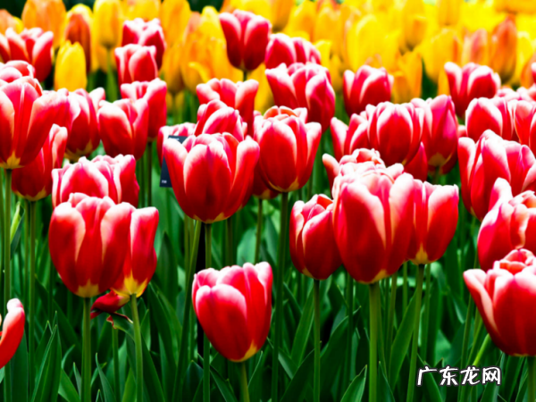 郁金香鲜花插水怎么养,郁金香水培方法及流程