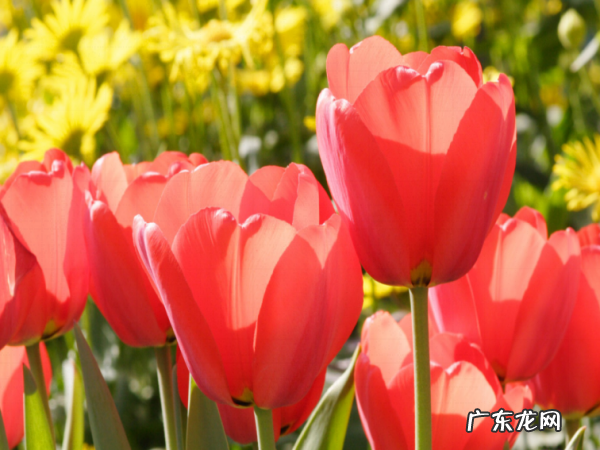 郁金香鲜花插水怎么养,郁金香水培方法及流程