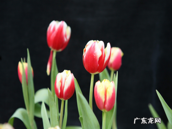 郁金香鲜花插水怎么养,郁金香水培方法及流程