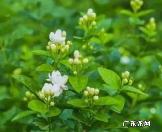 横县美食特产,广西有什么好吃的特产