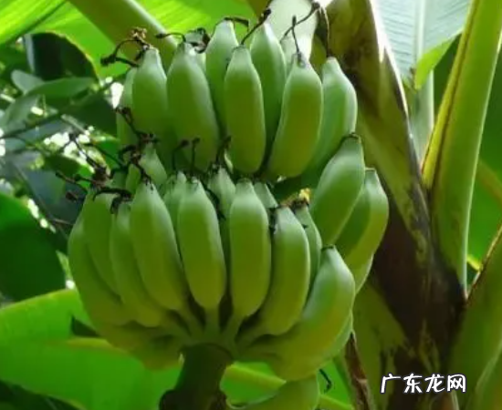 横县美食特产,广西有什么好吃的特产