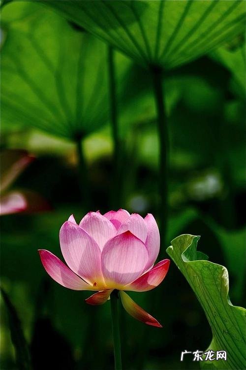 莲的寓意和象征着,莲花的寓意象征意义和有什么传统