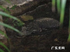 世界上最小的鳄鱼品种,鼍是什么动物