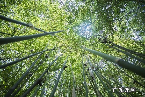 竹子象征着什么,竹子象征着什么