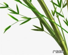 竹子象征着什么,竹子象征着什么