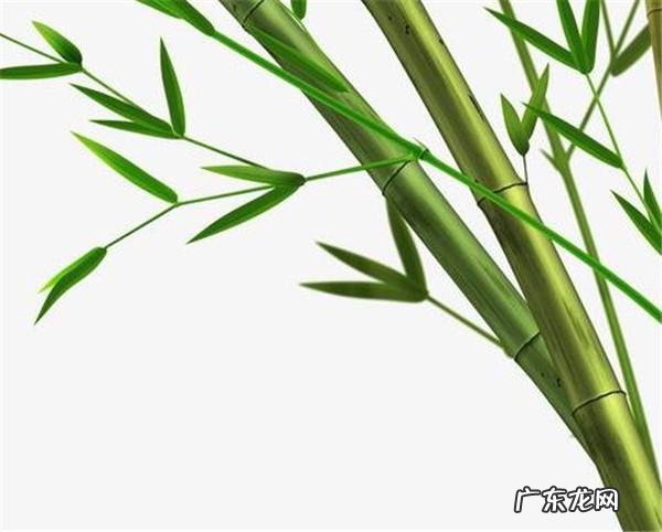 竹子象征着什么,竹子象征着什么