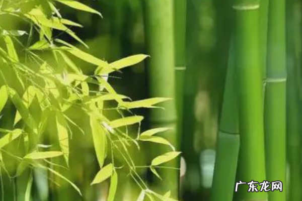 竹子象征着什么,竹子象征着什么