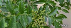 花椒叶怎么长期保存冷冻 花椒叶能冷冻保存吗