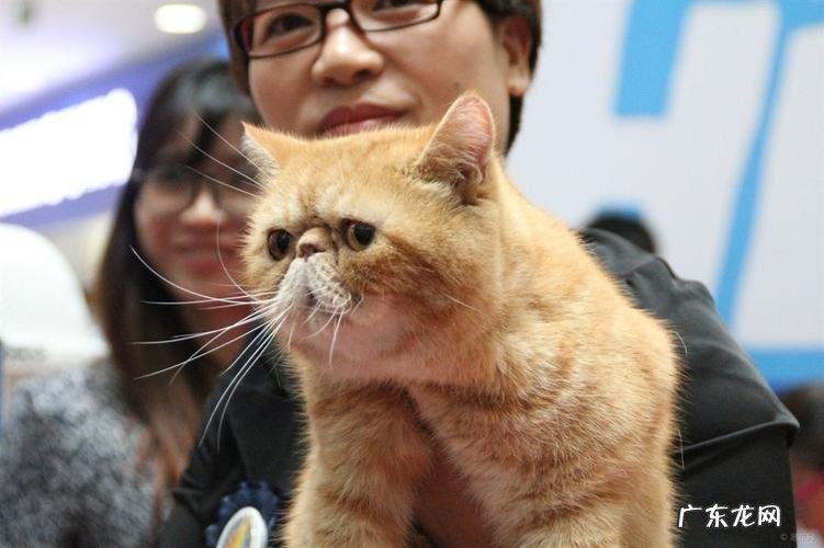 国际猫咪节是几月几日,8月节日一览表