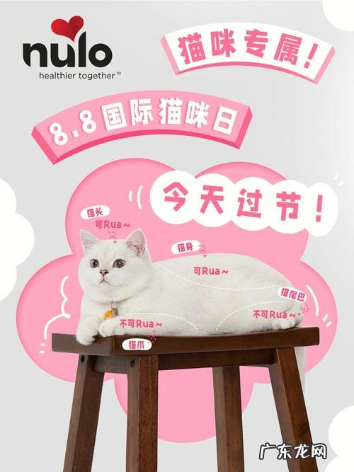 国际猫咪节是几月几日,8月节日一览表
