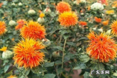 红花苗长什么样子,红花长什么样子