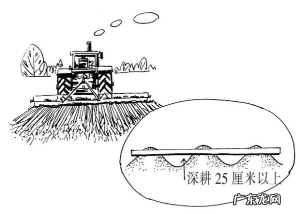 红花苗长什么样子,红花长什么样子