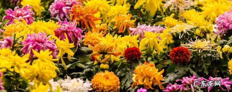 菊花分类及功效 菊花分类