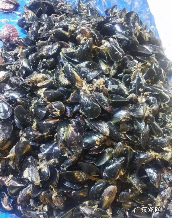 煮熟的海虹肉怎么储存,熟海虹肉能冷冻保存