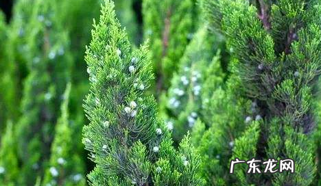 带柏的名字及寓意,柏字在男孩名字中寓意