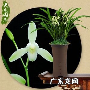 羽涅中药寓意,好听的草药名字女生