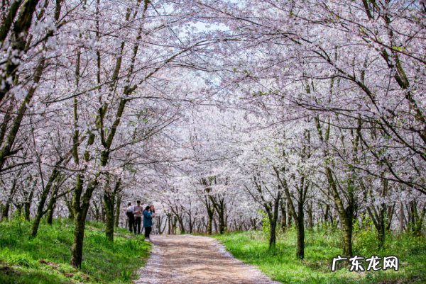 贵阳樱花园在哪里,世界上最壮观的樱花不在日本生长