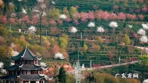 贵阳樱花园在哪里,世界上最壮观的樱花不在日本生长