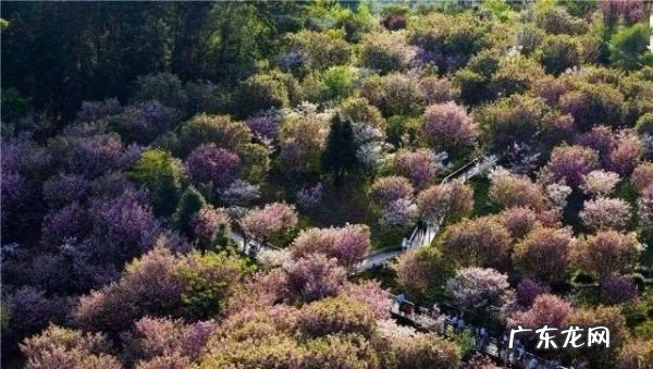贵阳樱花园在哪里,世界上最壮观的樱花不在日本生长