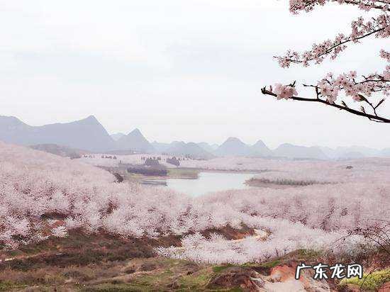 贵阳樱花园在哪里,世界上最壮观的樱花不在日本生长