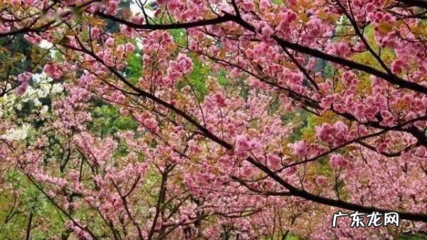 贵阳樱花园在哪里,世界上最壮观的樱花不在日本生长