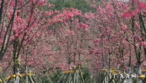 贵阳樱花园在哪里,世界上最壮观的樱花不在日本生长