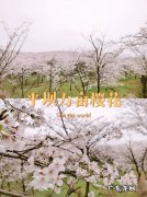 贵阳樱花园在哪里,世界上最壮观的樱花不在日本生长
