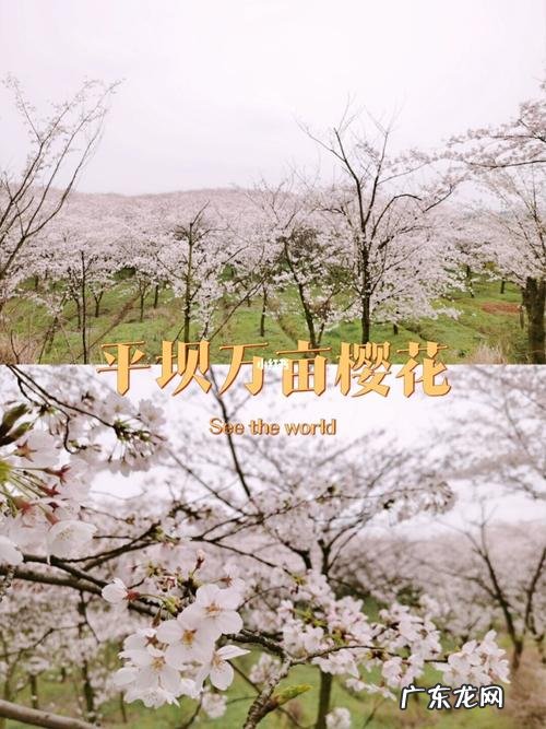 贵阳樱花园在哪里,世界上最壮观的樱花不在日本生长